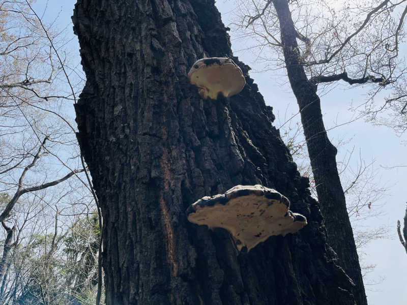 おじゅんさんの弘法の里湯のサ活写真