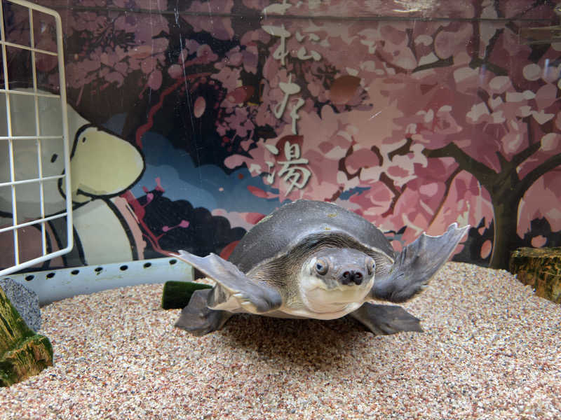 真・おにいさんさんの松本湯のサ活写真