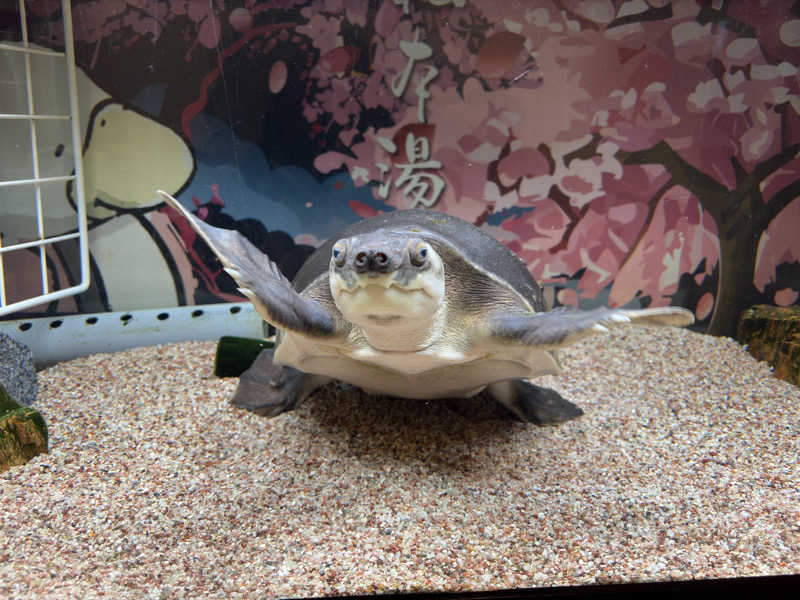 真・おにいさんさんの松本湯のサ活写真