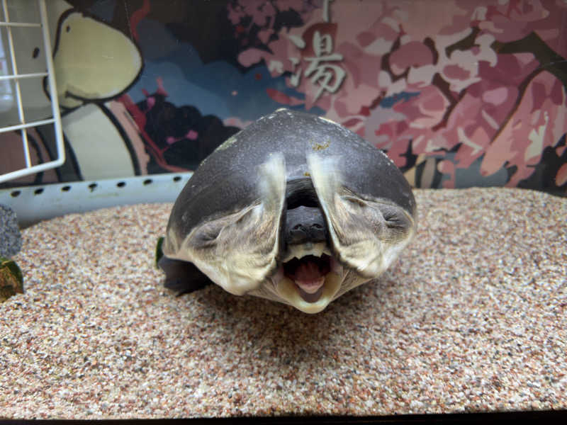 真・おにいさんさんの松本湯のサ活写真