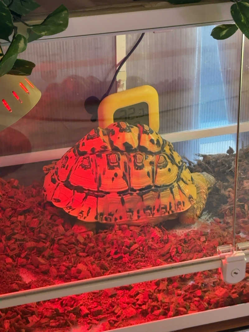 7245さんの天然温泉 華の湯のサ活写真