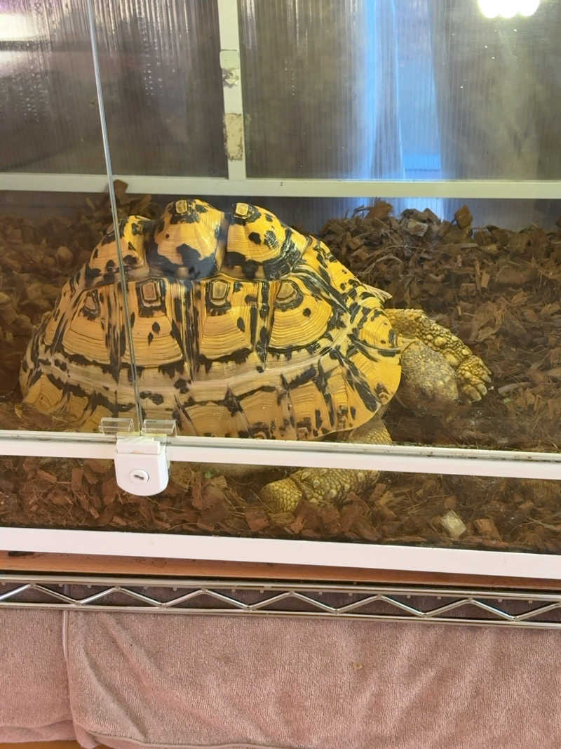 7245さんの天然温泉 華の湯のサ活写真