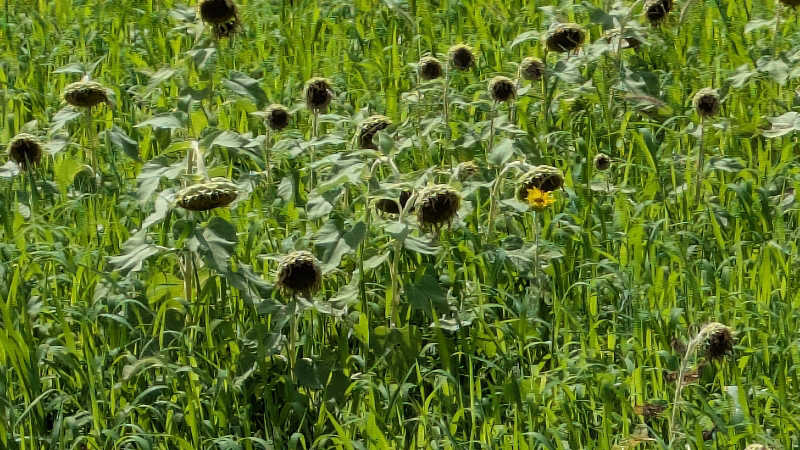 熱波🌿太郎さんの法師のサ活写真
