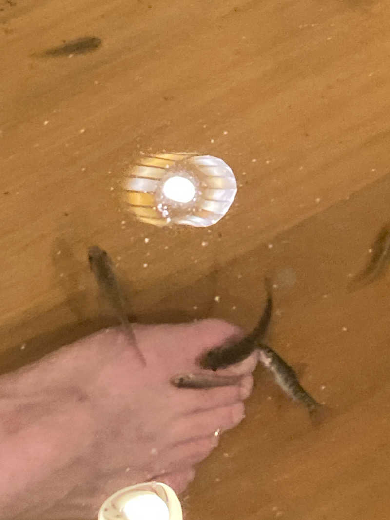 harley papaさんの足柄浪漫館 あしがら湯のサ活写真