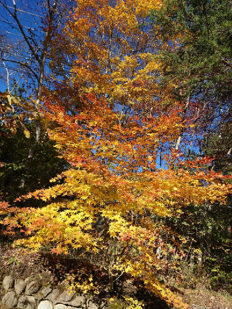 29🔥37(フクサウナ)さんの尾白の湯のサ活写真