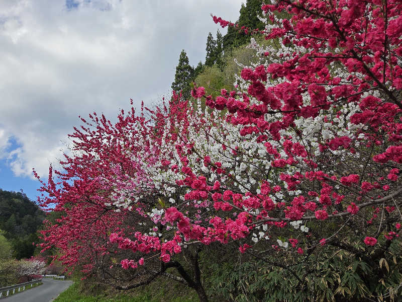 asobibu16さんの土岐 よりみち温泉のサ活写真