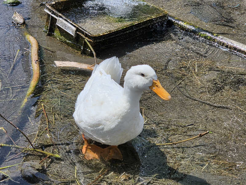 asobibu16さんの法師のサ活写真