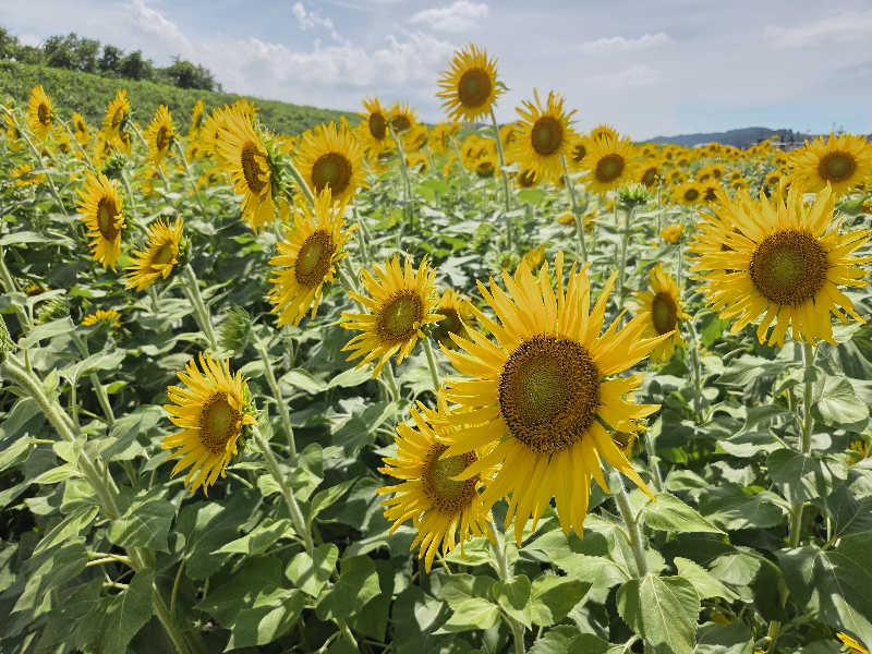 asobibu16さんの法師のサ活写真