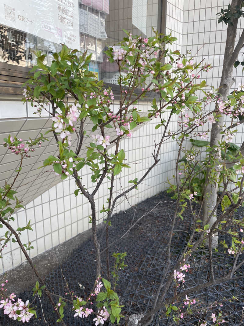 accoさんの亀遊舘のサ活写真