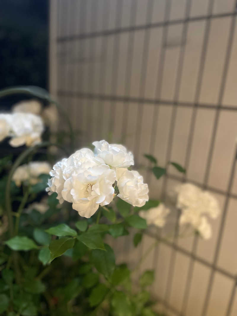 accoさんの福美湯のサ活写真