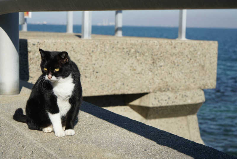 ずみりんさんのKINOSUKE  日間賀島 島のサウナのサ活写真