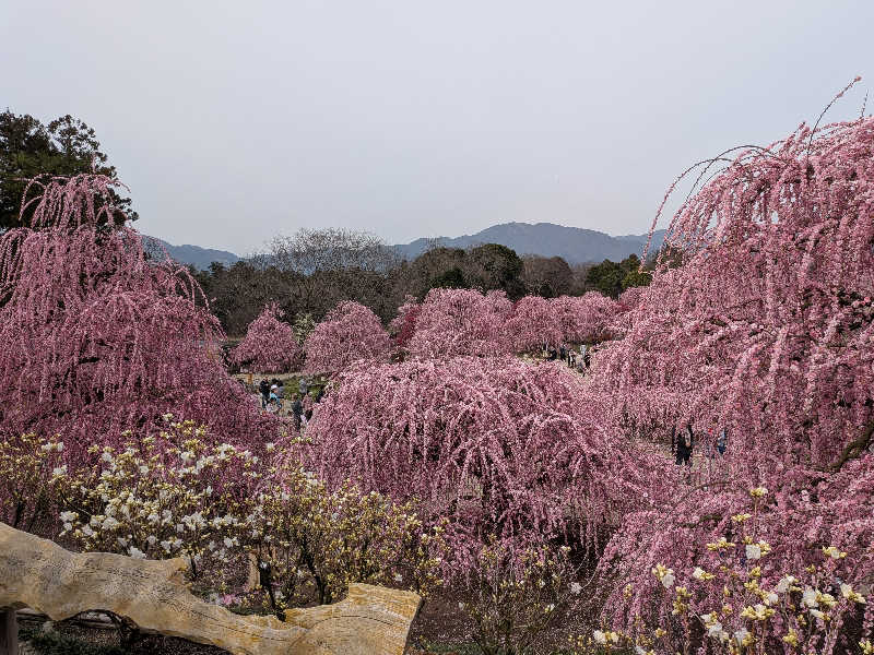 健ちゃんさんの鈴鹿天然温泉花しょうぶのサ活写真