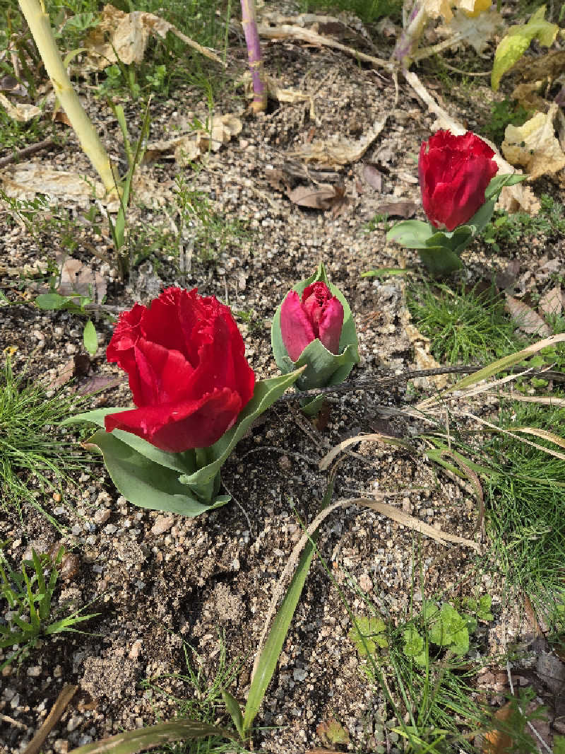 motoshiさんのTHE VANISHのサ活写真