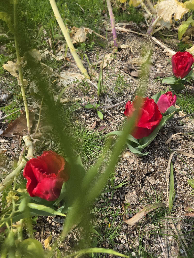 motoshiさんのTHE VANISHのサ活写真