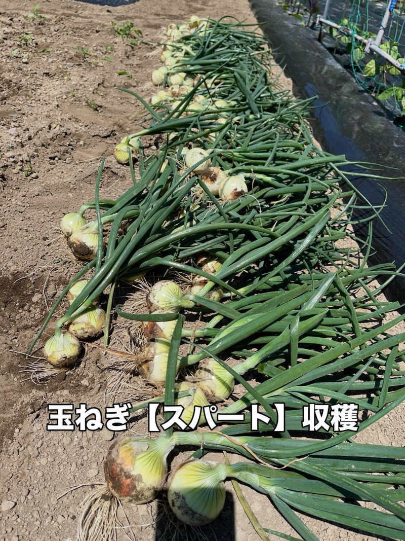 クリーパーパパさんの毎日サウナ 前橋本店のサ活写真