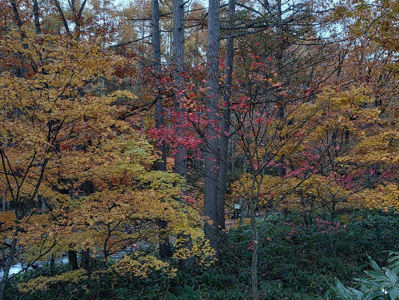 あたごさんの源泉湯の宿 松乃井のサ活写真