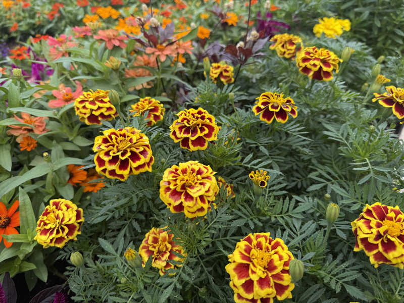 Sさんのよみうりランド眺望温泉 花景の湯のサ活写真