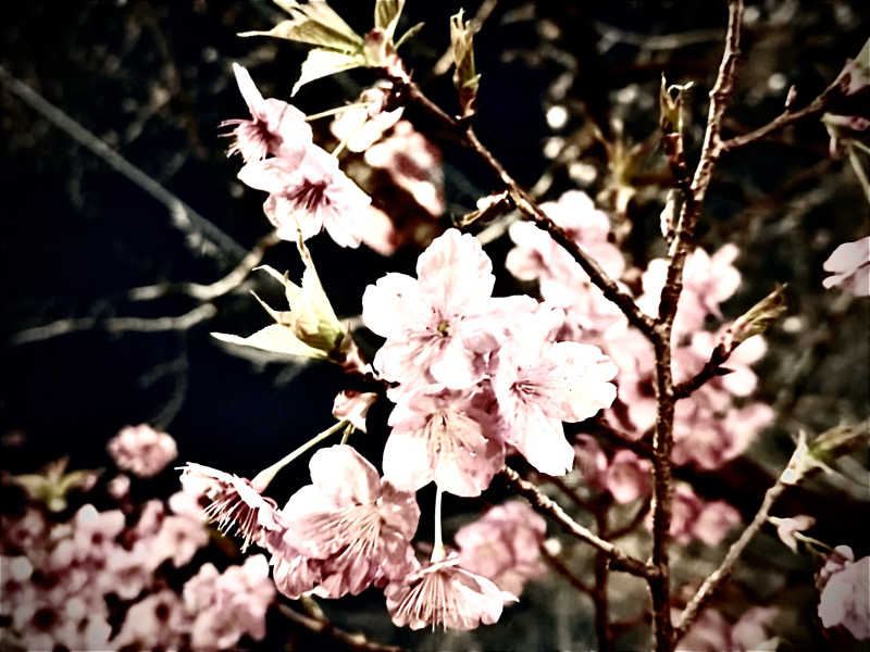 Sさんのよみうりランド眺望温泉 花景の湯のサ活写真