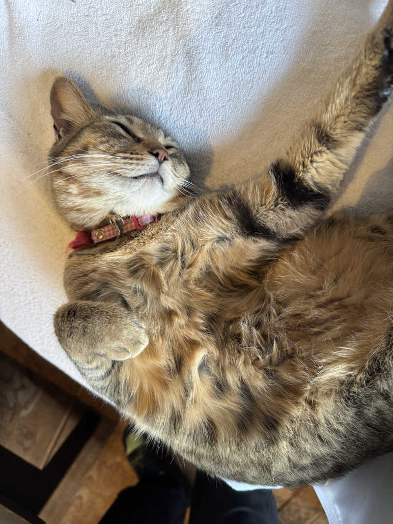 サカ須 ヴィヒ太さんのラムネ温泉館のサ活写真