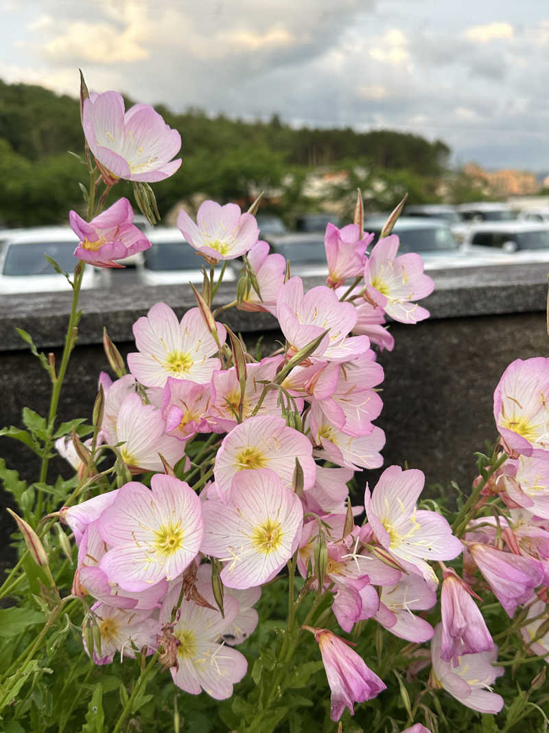 ぐりさんの福知山温泉 養老の湯のサ活写真