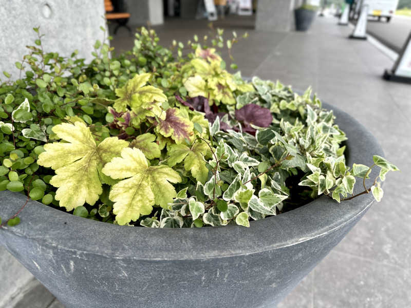 🍀Shoooさんのホリデイスポーツクラブ 東札幌のサ活写真