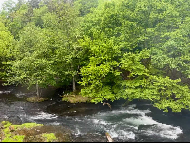 🍀Shoooさんのカムイの湯 ラビスタ阿寒川のサ活写真