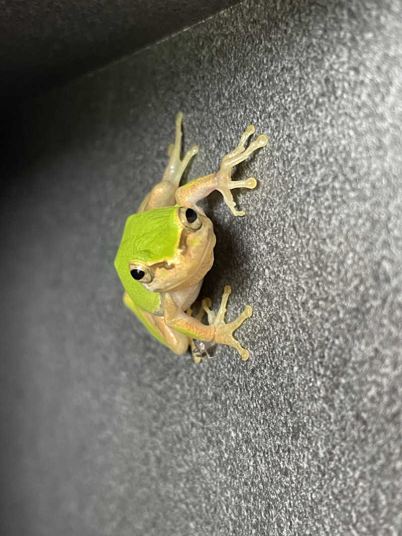 かずみさんのSATOYAMA TERRACEのサ活写真