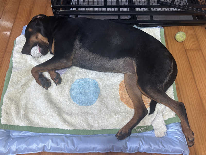 あやまとさんのたかせ天然温泉のサ活写真