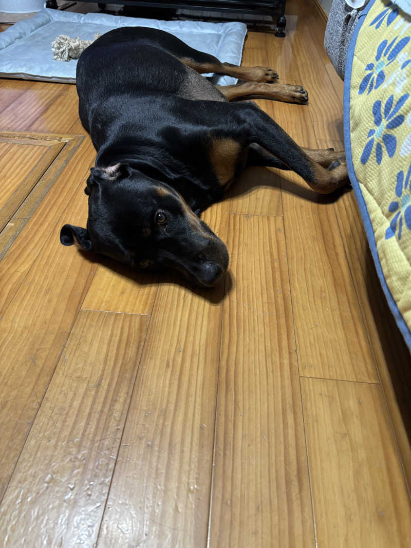 あやまとさんの瀬戸大橋四国健康村のサ活写真