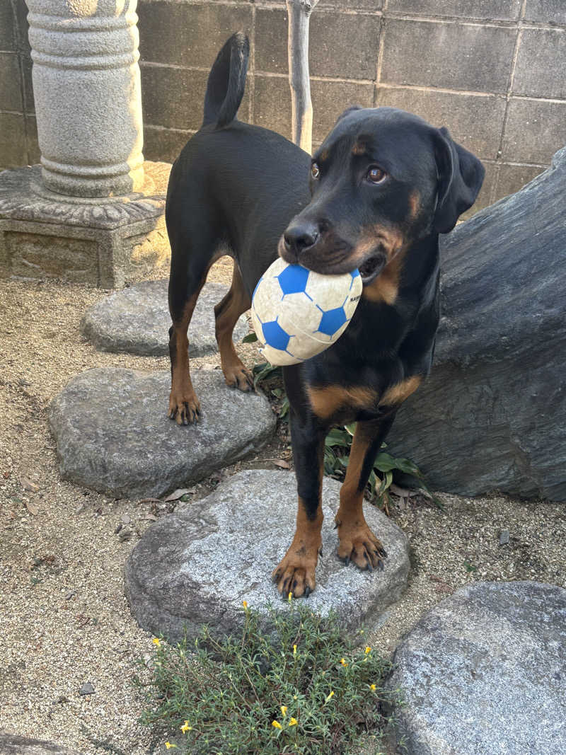 あやまとさんの瀬戸大橋四国健康村のサ活写真