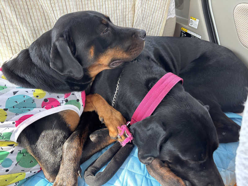 あやまとさんのあかね温泉のサ活写真