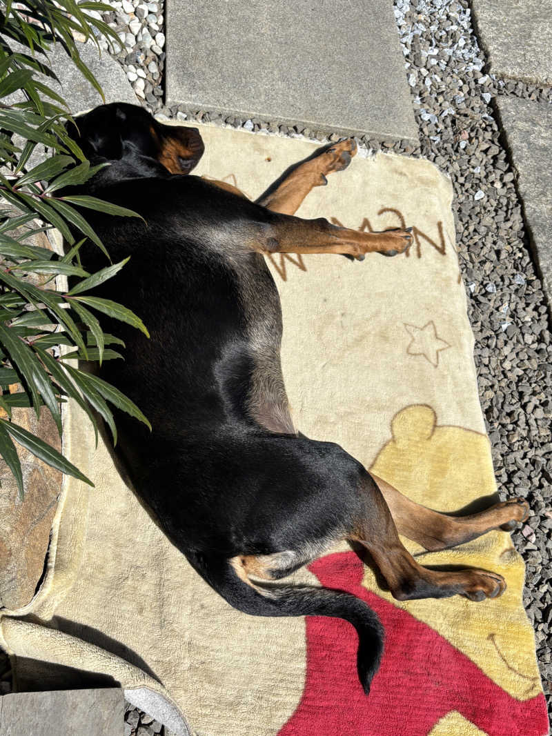 あやまとさんの瀬戸大橋四国健康村のサ活写真