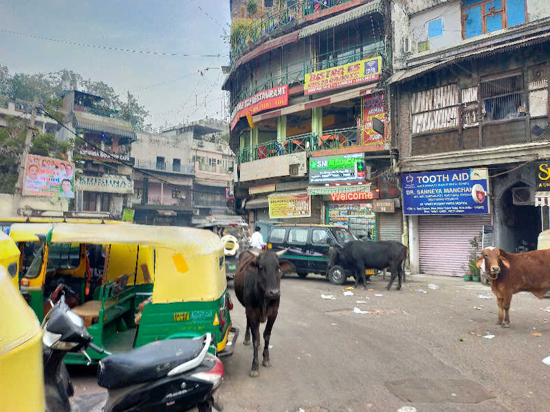 蒸旅人さんのDia Park Premier, Gurugramのサ活写真