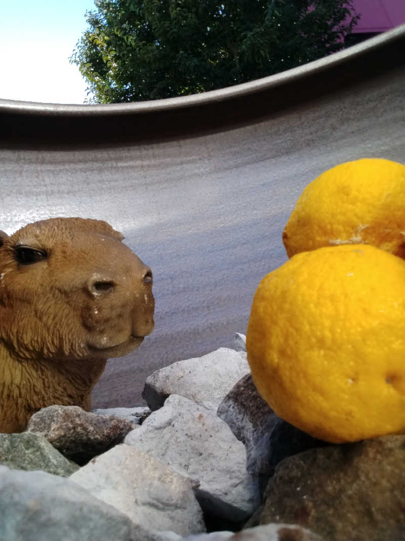 黒豆さんの富士山天然水SPA サウナ鷹の湯のサ活写真