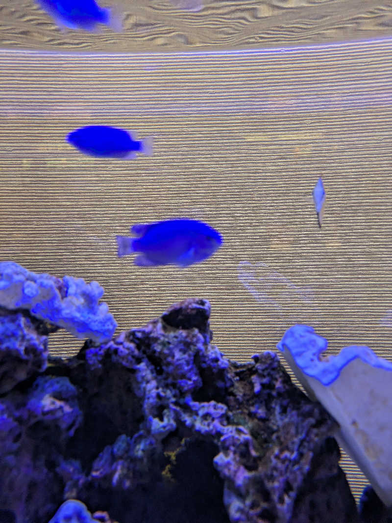 かずさんの湯処ほのかのサ活写真