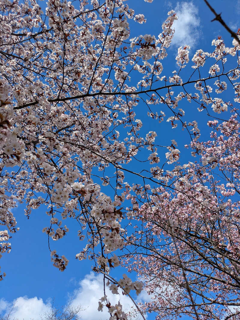かずさんの湯の花江別殿のサ活写真