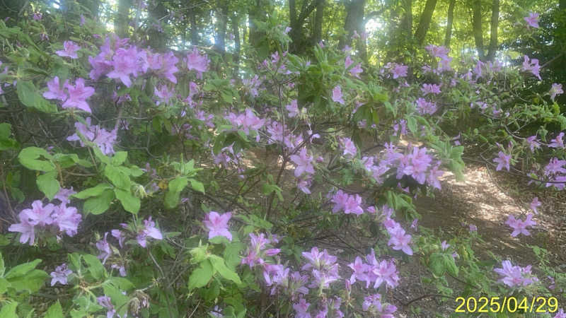 にゃんぱす〜@SB69さんの天然温泉 満月のサ活写真