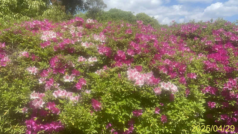 にゃんぱす〜@SB69さんの天然温泉 満月のサ活写真