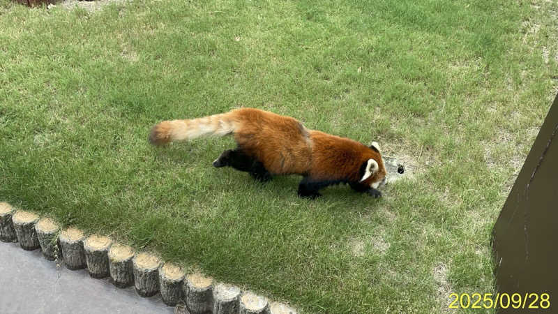 にゃんぱす〜@SB69さんのSHIRAHAMA KEYTERRACE ホテルシーモアのサ活写真