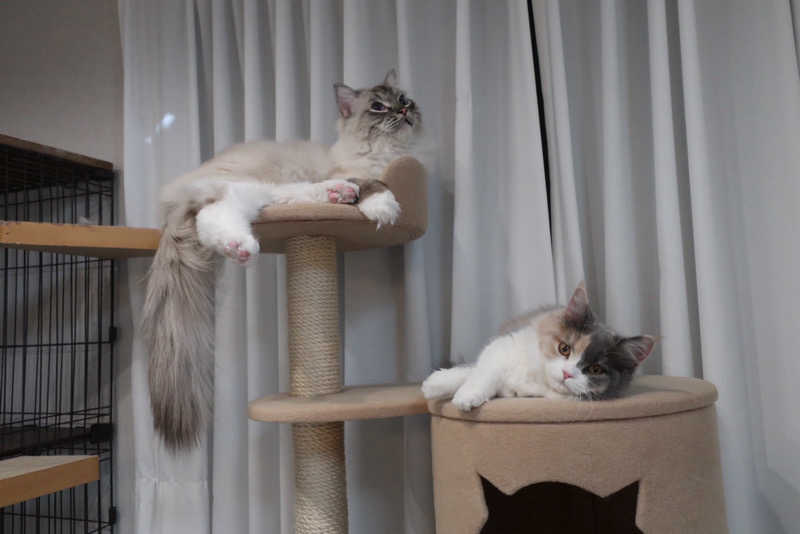 ころころころたさんのジェクサー・フィットネス&スパ大宮のサ活写真