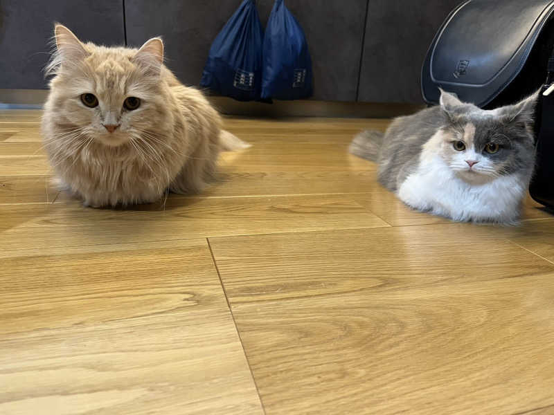 ころころころたさんの毎日サウナ 越谷店のサ活写真