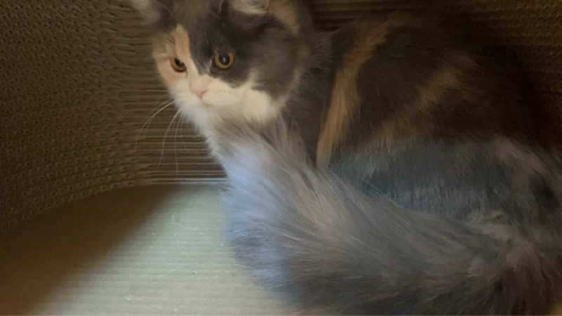 ころころころたさんの大江戸温泉物語Premium きのさきのサ活写真