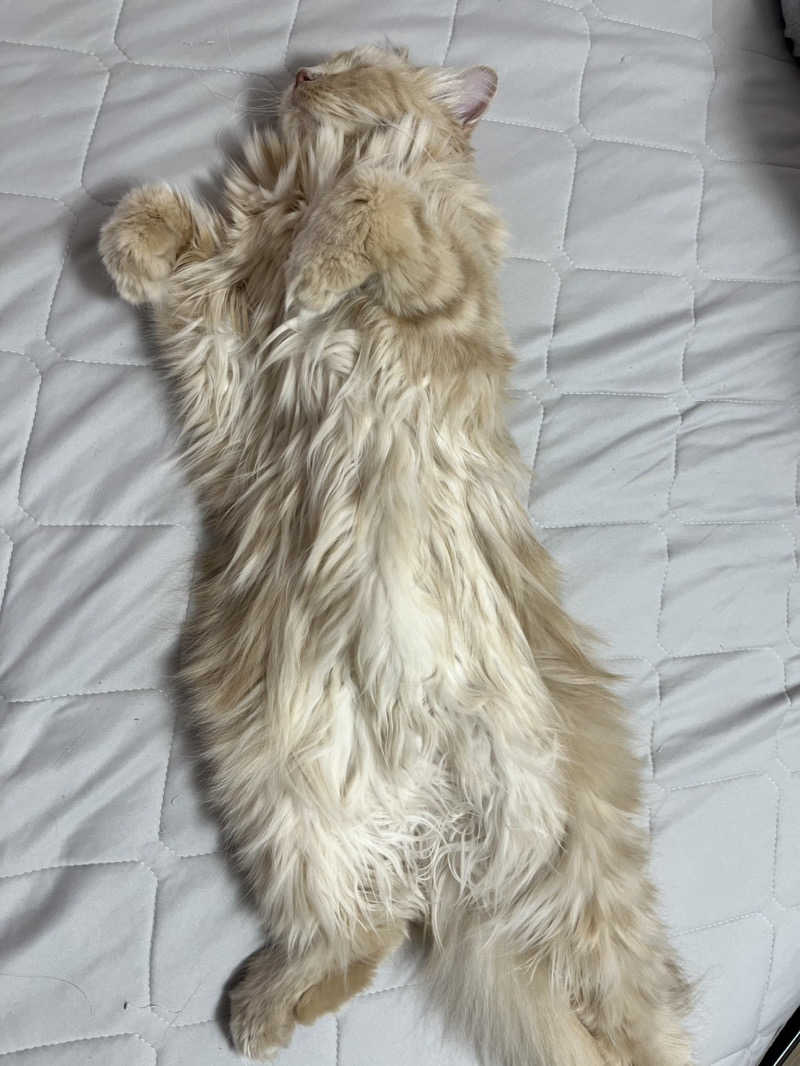 ころころころたさんの大江戸温泉物語Premium きのさきのサ活写真