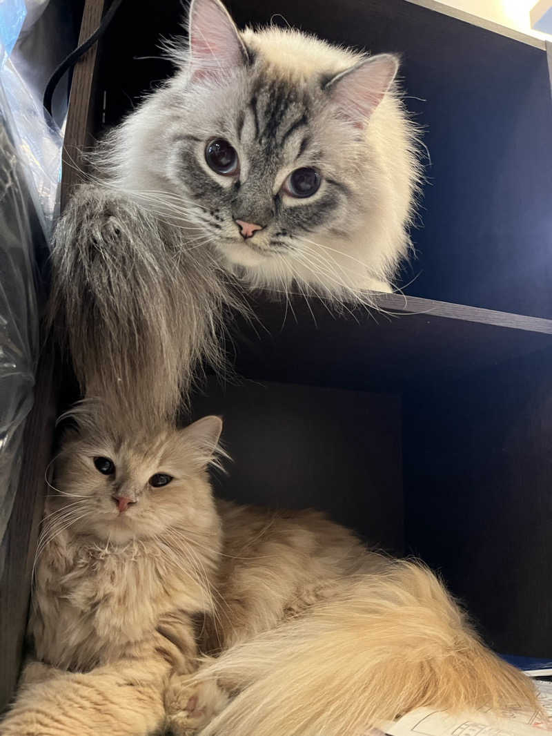 ころころころたさんの毎日サウナ 越谷店のサ活写真