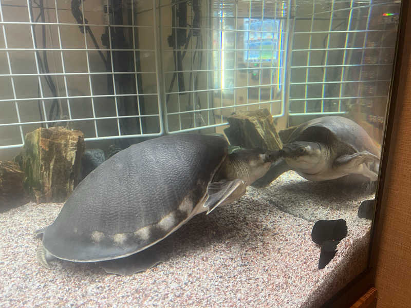 ᙏ̤̫͚ほしのさんの松本湯のサ活写真