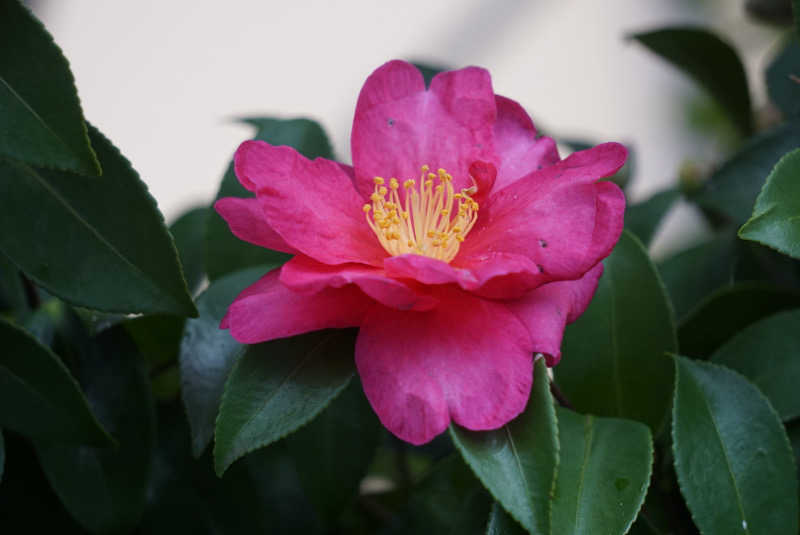 たっちゃんさんの成田空港温泉 空の湯のサ活写真