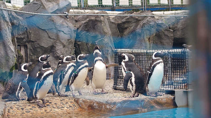 hanafujiさんのひょっこり温泉 島の湯のサ活写真