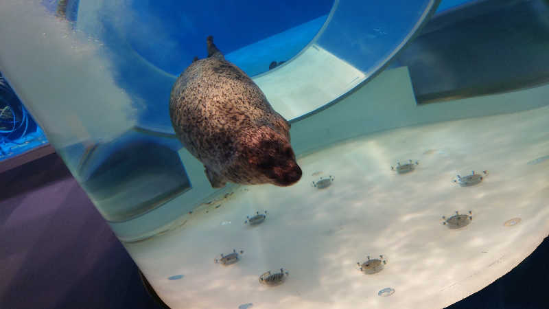 hanafujiさんのひょっこり温泉 島の湯のサ活写真