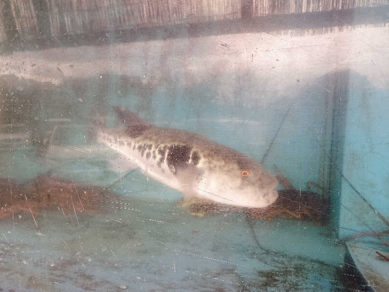 マサ−誠−さんの音の花温泉のサ活写真