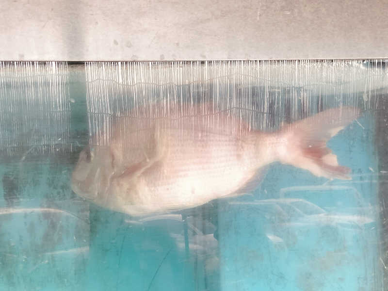 マサ−誠−さんの音の花温泉のサ活写真